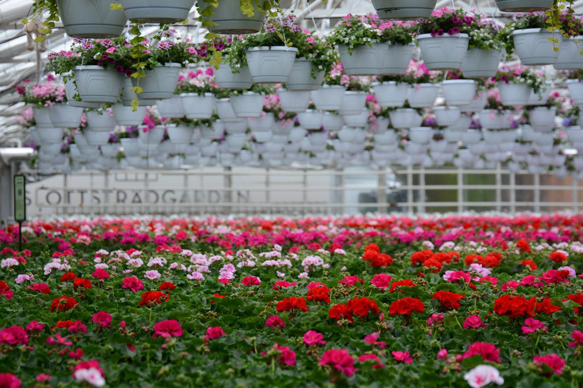 Ett hav av pelargoner med vår lastbil med texten Slottsträdgården i bakgrunden