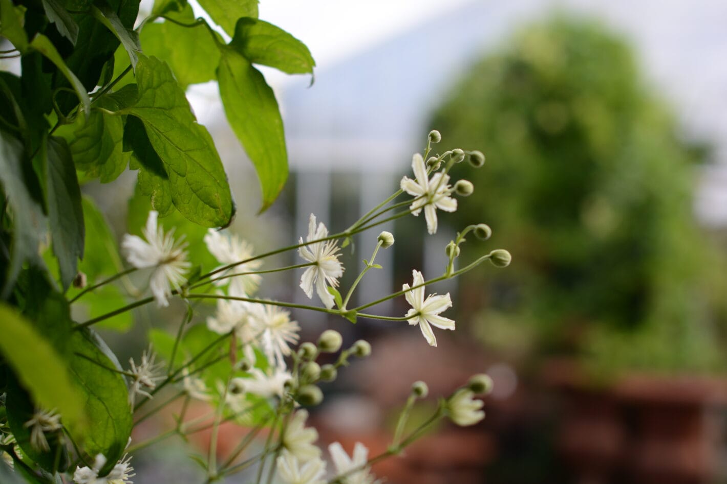 Klematis (clematis) som blommar.