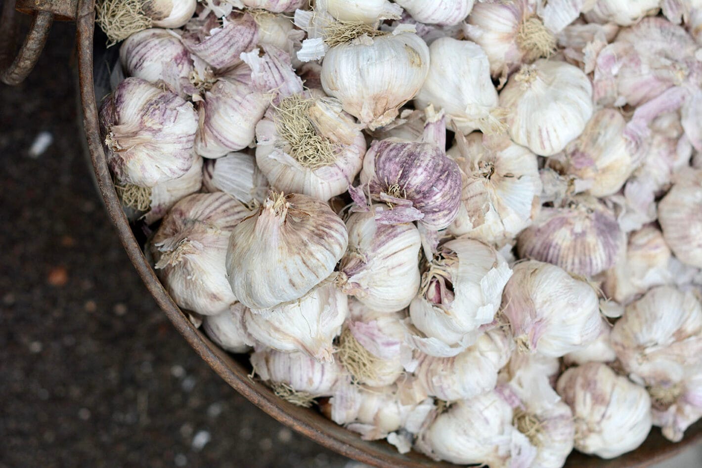 En stor kruka/sk&aring;l fylld av vitl&ouml;k.