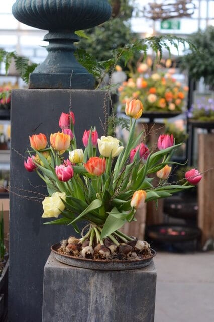 Bukett d&auml;r l&ouml;karna beh&aring;lls. Endast lite vatten beh&ouml;vs i botten.