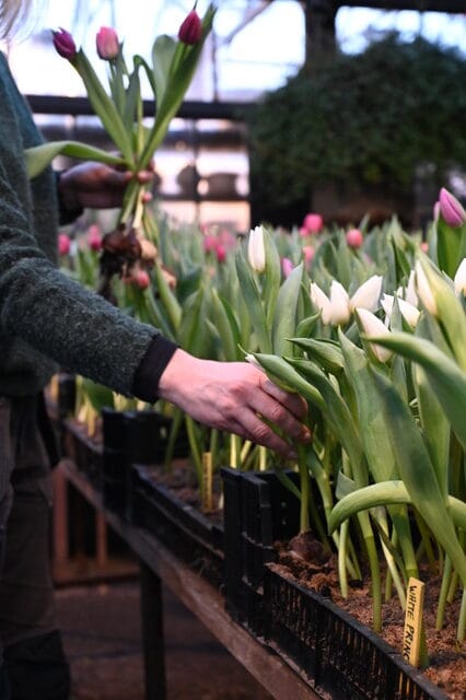 Kvinna plockar l&ouml;kar med tulpaner i handelstr&auml;dg&aring;rd.