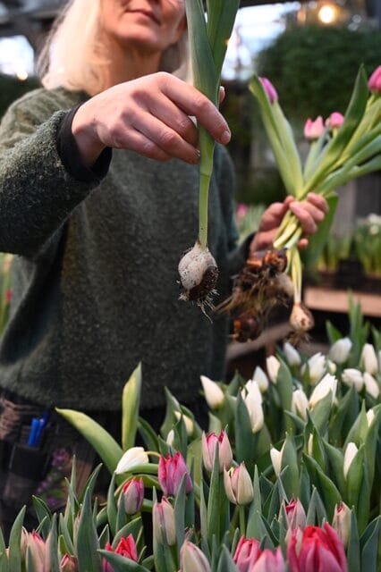 Du plockar tulpanen med l&ouml;ken kvar eller s&aring; snittar du av dem direkt.