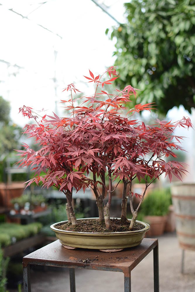 Bonsai l&ouml;nn i kruka.