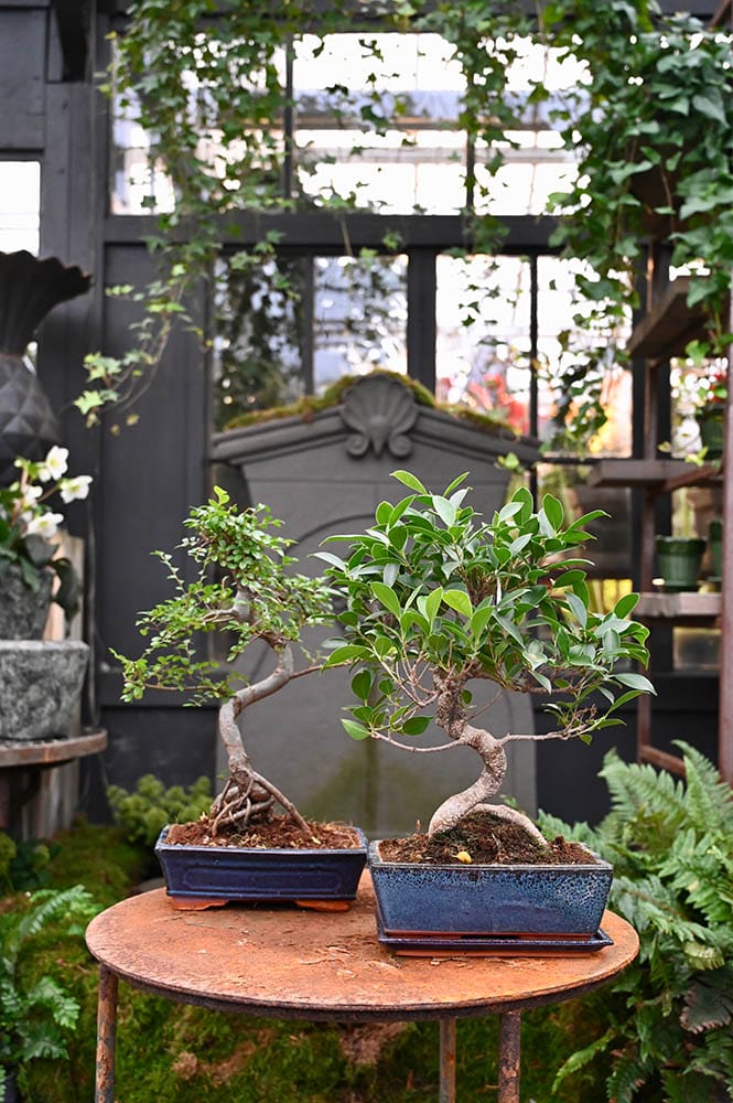 TV&aring; bonsaiexemplar i krukor i butiken.