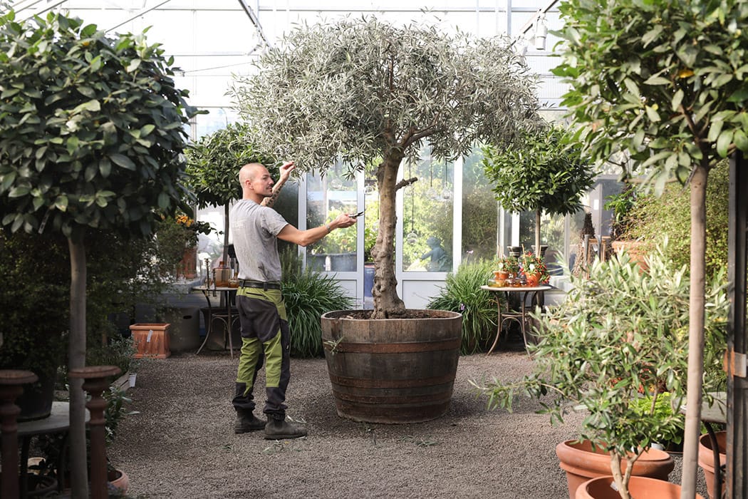 Tr&auml;dg&aring;rdsm&auml;stare vid olivtr&auml;d