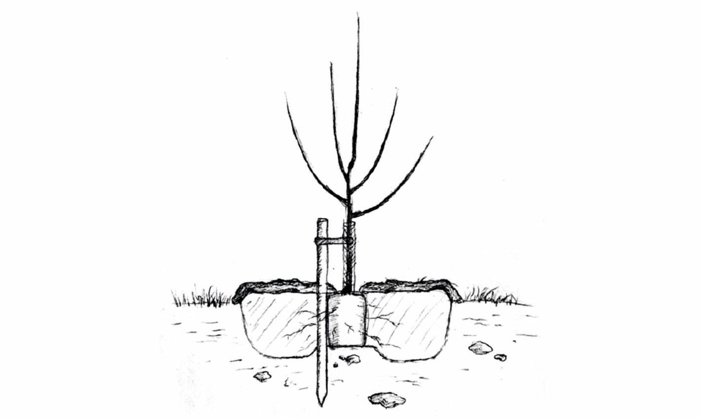 Plantera krukodlade träd illustration
