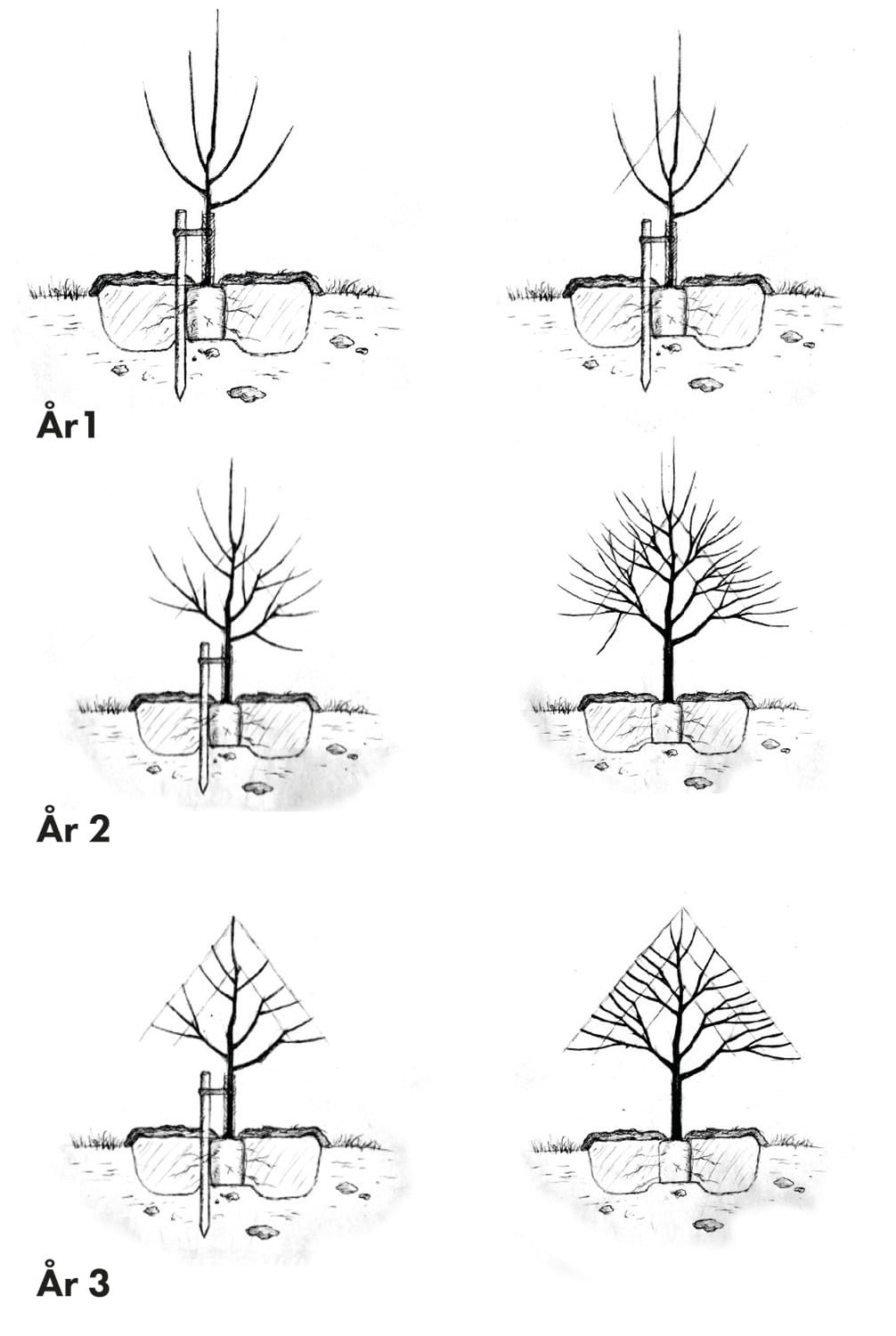 Illustration av beskärning av träd, år för år.