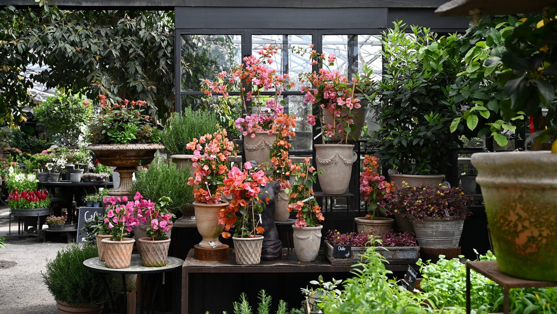 bougainville i färgerna orange och rosa i kryddrummet