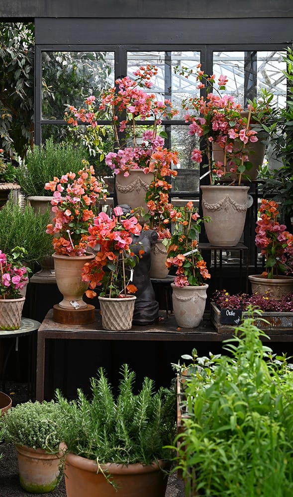 bougainville i f&auml;rgerna orange och rosa i kryddrummet