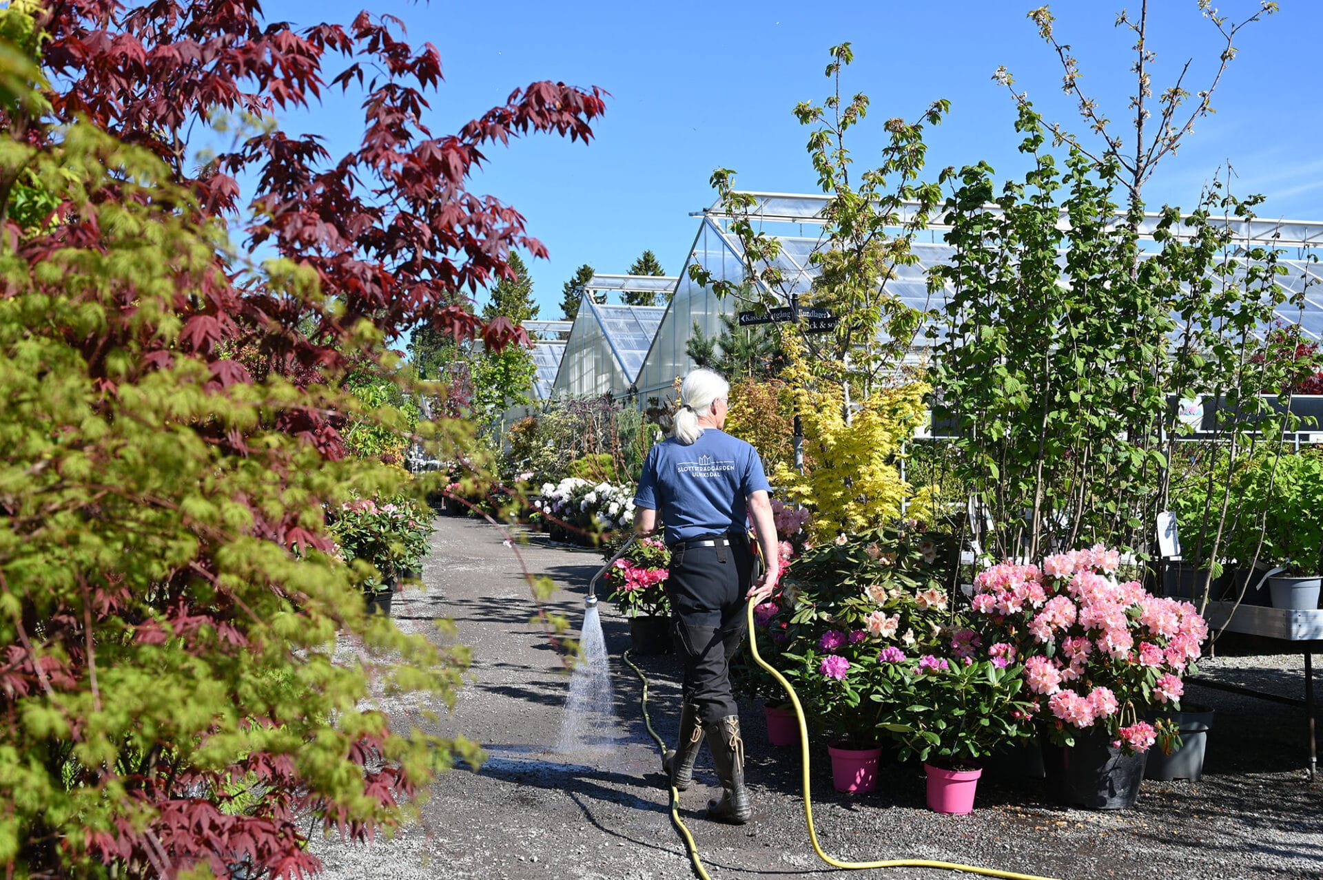 Uteträdgården i slutet av maj. Personalen vattnar rhododendron. Japanska lönnar i förgrunden.