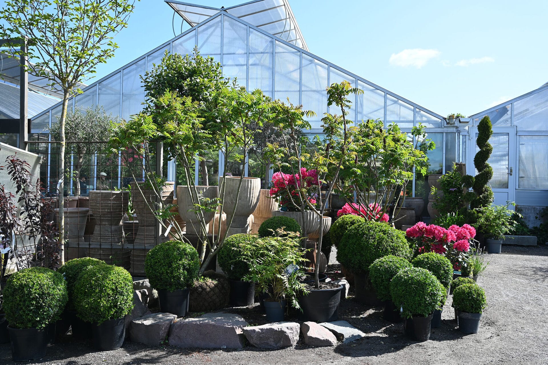Uteträdgården i juni med rönnsumak, buxbomklot och rhododendron.
