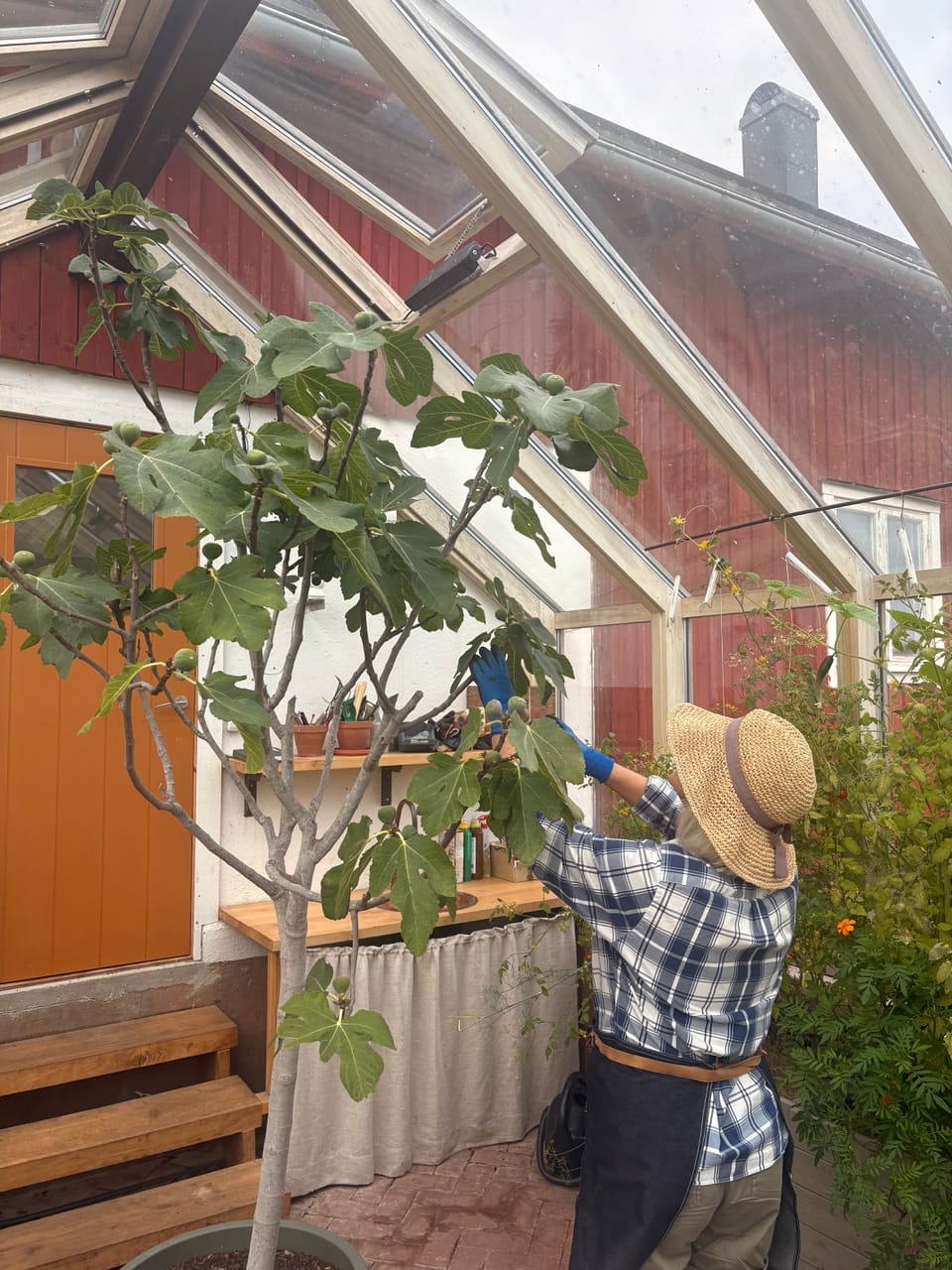 Person som står och fixar med växter inne i ett växthus.