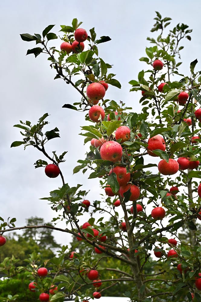 Trädkrona med röda äpplen av sorten Discovery.
