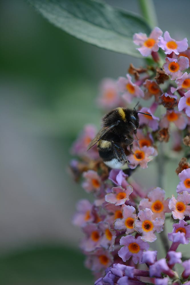 Närbild på humla på en buddleja